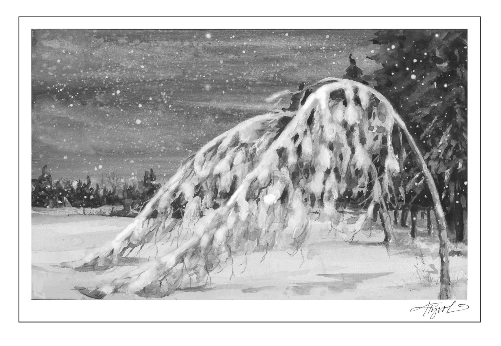 The Outside Story: Trees prepare for winter